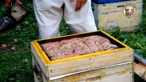 Первая работа на пасеке 2023г Cбор в зиму Бакфаст В54 и Бакфаст В1495LS варроарезистентная Материнк