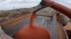 Протравка семян. Готовим семена на посев. Оч. Крутой ПС-10.