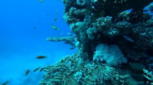 ЕГИПЕТ ДАЙВИНГ В ШАРМ-ЭЛЬ-ШЕЙХЕ. ЧТО СТОИТ БОЯТЬСЯ. КРАСОТА ПОДВОДНОГО МИРА. ПРАВДА ОБ ЭКСКУРСИИ