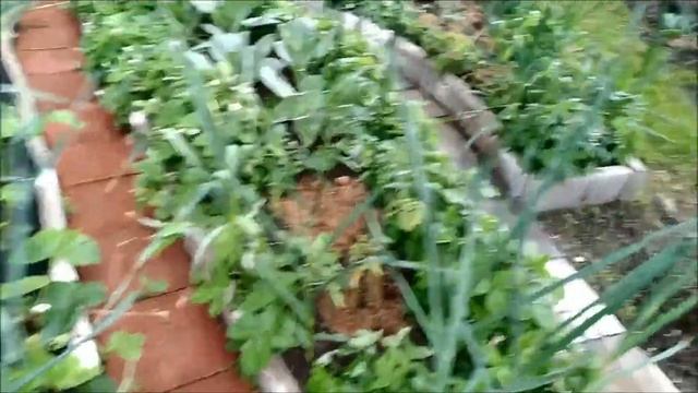 Лечение и профилактика пожелтения листьев лука и чеснока смотреть онлайн