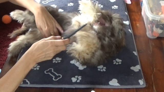 Fellpflege Welpe kämmen grooming Langhaar Hund Havaneser (Havanese Puppy) смотреть онлайн