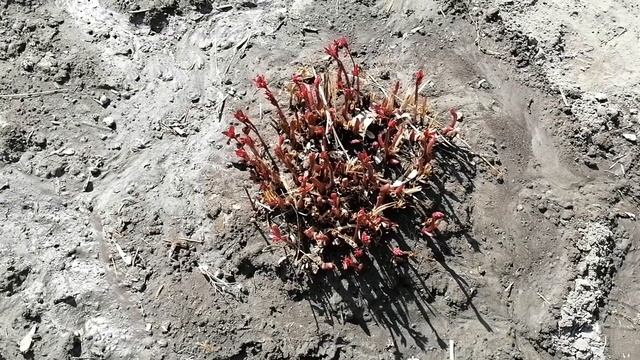 ПЕРВАЯ ВЕСЕННЯЯ ПОДКОРМКА ПИОНОВ ДЛЯ ПЫШНОСТИ ЦВЕТЕНИЯ. смотреть онлайн