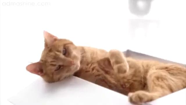 Корм для кошек Perfect Fit In-Home смотреть онлайн