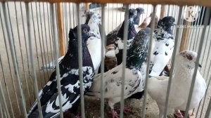 Таджикистан голуби рынка г Душанбе 14.05.23 года