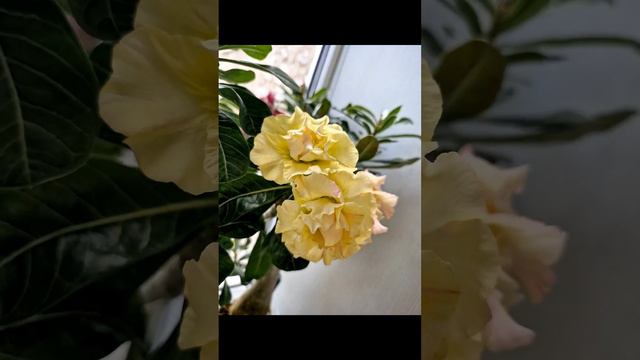 Цветы на балконе 12.09.24