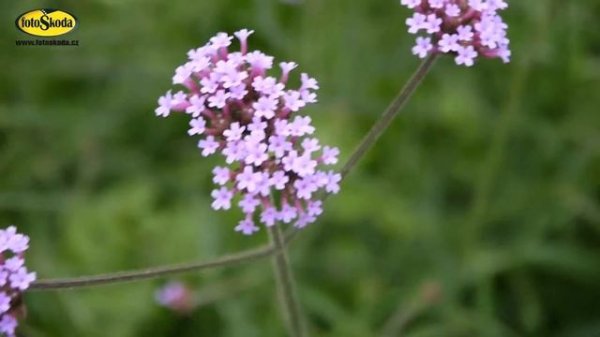 Panasonic DMC-GF5 videoukázka