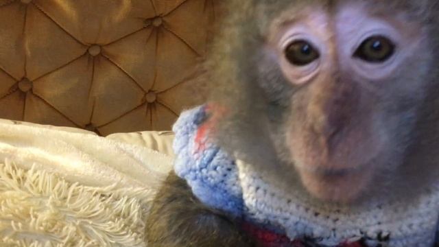 Маша с книгой (Домашние макаки) смотреть онлайн