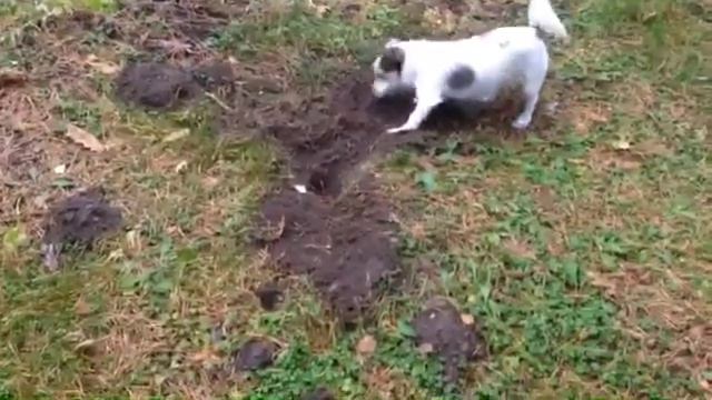 Джек-Рассел-терьер! На охоте! Ева и Боб! смотреть онлайн