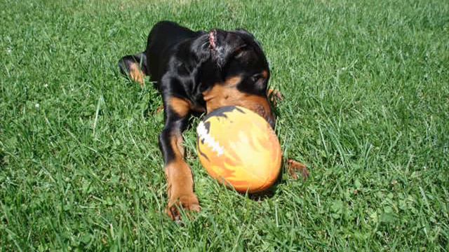 Doberman (Telie Strikerfire) смотреть онлайн