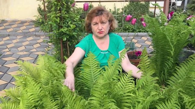 Папоротник ! Украшение тенистого сада и не только ... смотреть онлайн