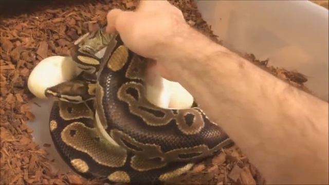 Clutch #1 2017 - Ball Python Eggs Laid - Black Pastel Enchi x Genetic Black Back #1 смотреть онлайн