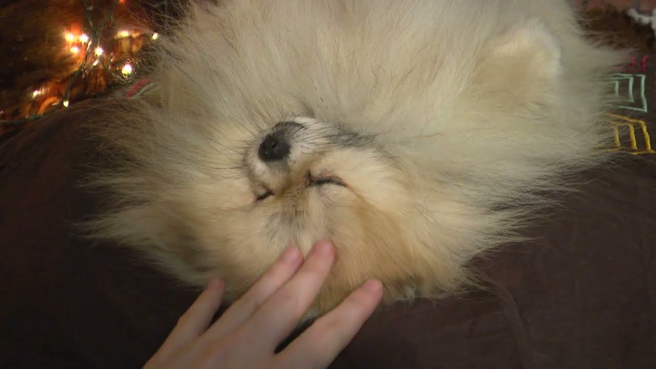 Догситтер Нижний Новгород Догси ру #dogsitting