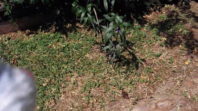 Nature Appreciation Series with Minton #36 Mexican Petunia & Persian Silk Tree смотреть онлайн