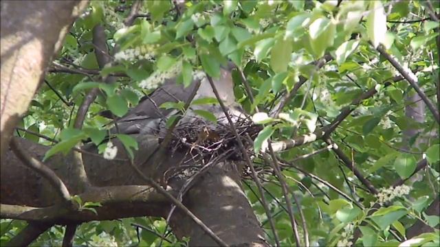 Птенцы голубя в гнезде. Подросли. смотреть онлайн