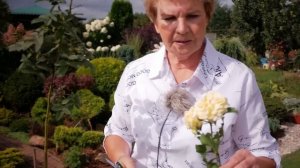 Штамбовая роза. Прививка роз.