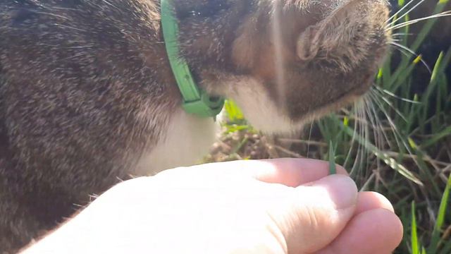 Кошка Соня ест травку ) смотреть онлайн