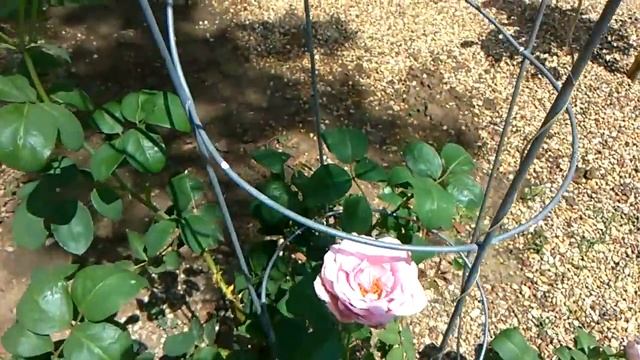 Blue Girl rose смотреть онлайн