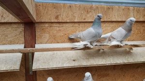 Бойные голуби. Мои павлодарские бусые и молоканы.