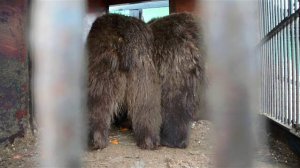 Новый дом для  медведей ,которые три года не выходили из тесных клеток .Тайган .Крым .