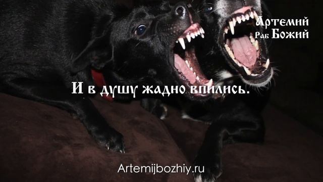 не бросайте жемчуга Вашего перед свиньями смотреть онлайн