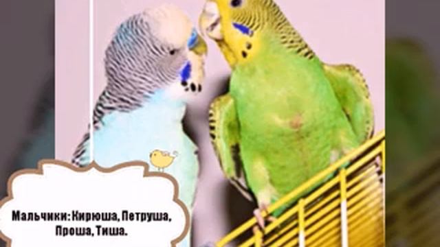 Клички попугаев. Мальчики/Девочки. смотреть онлайн