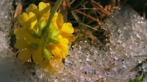 В ПОЛЕ КАЖДЫЙ КОЛОСОК