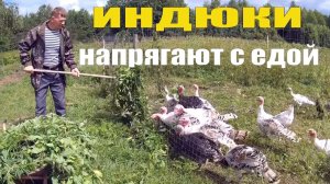 МОЩНЫЙ ЖОР у ИНДЮКОВ, ИСПЫТАНИЕ БУРЖУЙКИ и ДРУГОЕ // ХОЗЯЙСТВО в ДЕРЕВНЕ