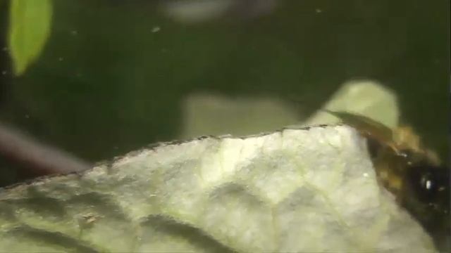 ИНСЕКТАРИЙ: 150. Рыжая Осмия (Osmia rufa) смотреть онлайн