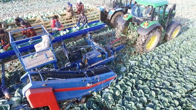 Механизированная уборка капусты. смотреть онлайн