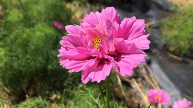 Flowers in Northern Illinois смотреть онлайн