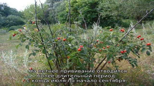 Прививка розы на шиповник летом смотреть онлайн