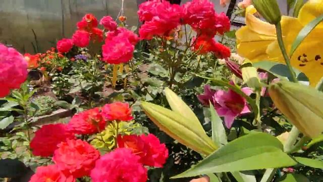 Розы не сдают позиции !!!Цветение роз 2021?Андрэ Брише ,Джульетта, Оливия,Новалис,Роз де Жерберуа смотреть онлайн