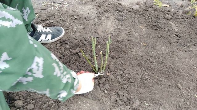 Как правильно посадить розы осенью. rozapochtoi.ru смотреть онлайн