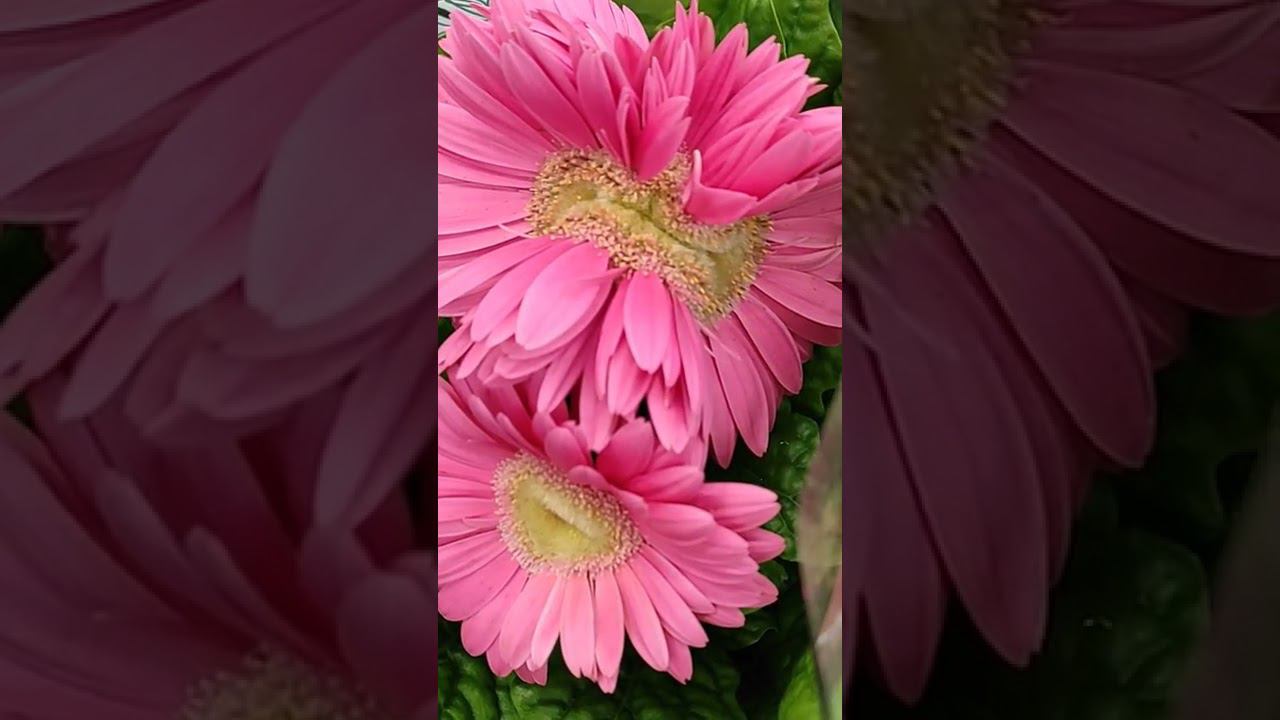 Галина Рязанова Любимые орхидеи #shorts