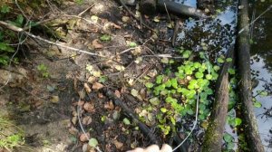 Вьюн. Ловля Вьюна в Беларуси. Как  Ловить Вьюна