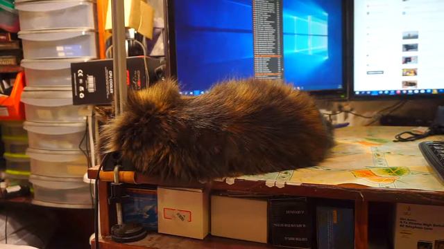 Кошка лежит и ускорено вдвое Пою песню 