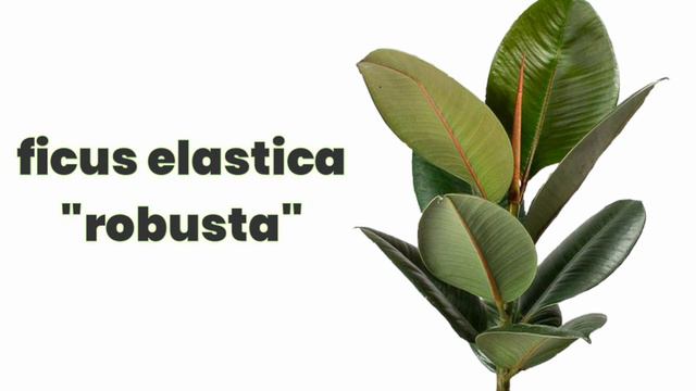 Rubber Plants varieties смотреть онлайн