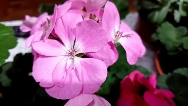 Цветущий декабрь. смотреть онлайн
