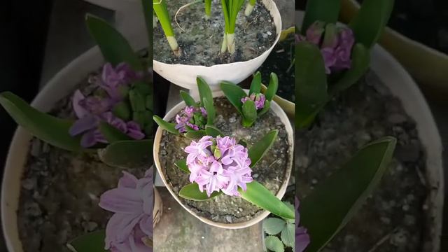 hyacinth blooming in my garden #springbulb #plants #garden #viral #flowers #bulb смотреть онлайн