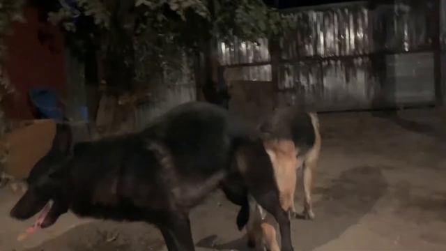 Немецкая овчарка вязка 03.09.2022 г смотреть онлайн