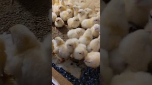 Кобб -500 Беларусь: Шокирующие выводы 30 сентября