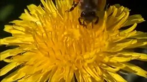 Как пчелы собирают нектар и пыльцу с одуванчика.