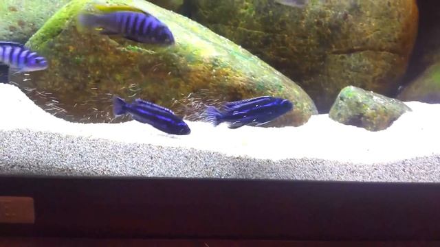 first cichlid fight in my aquarium - 2 Melanochromis maingano смотреть онлайн