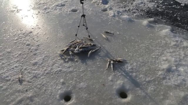 ЭКСТРИМАЛЬНАЯ РЫБАЛКА В МОРОЗНЫЙ ВЕТЕР / РЫБАЛКА НА КОМБАЙНЫ В ТАВРИЧАНКЕ #жекарыболов #рыбалка смотреть онлайн