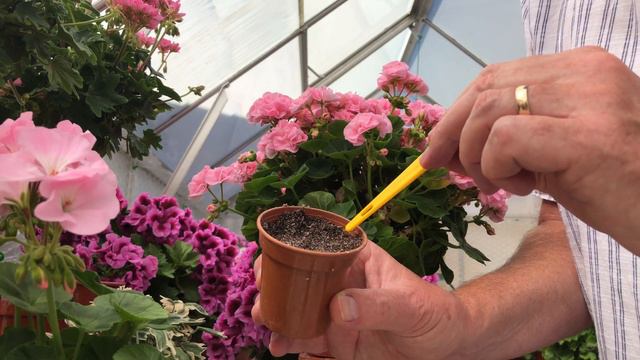 Zonal Pelargonium Cuttings June 2020 смотреть онлайн