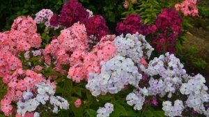 Как выращивать флоксы из семян в домашних условиях