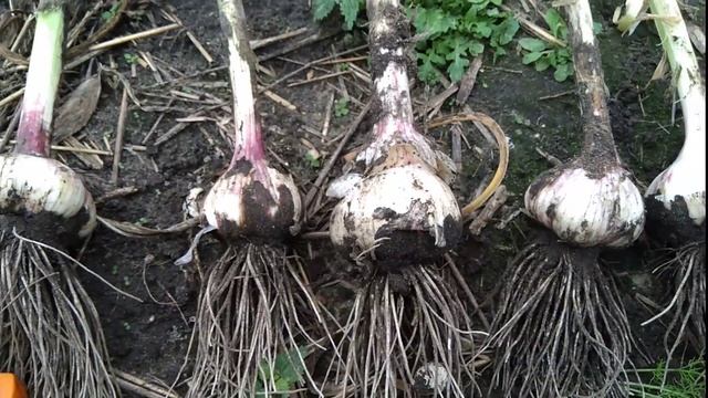 Обзор чеснока, воздушки, состояние на 25.07.2018. смотреть онлайн