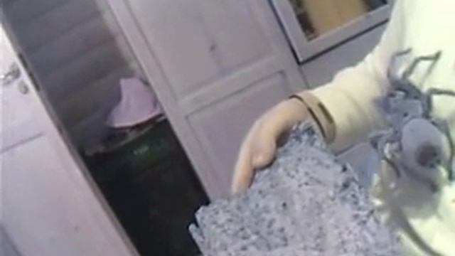 Big Spider Goliath Birdeater (Theraphosa Blondi)