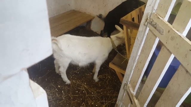 Это наша история..как у нас появились козы. смотреть онлайн