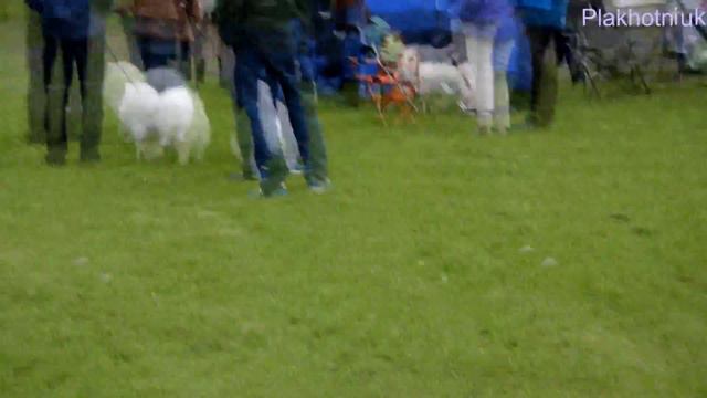 Виставка собак в Финляндии/Dog show in Finland смотреть онлайн